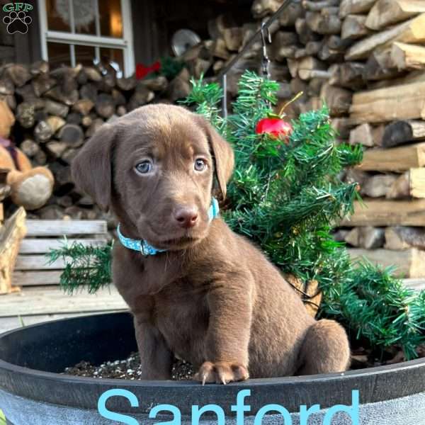 Sanford, Chocolate Labrador Retriever Puppy